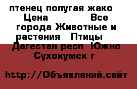 птенец попугая жако  › Цена ­ 60 000 - Все города Животные и растения » Птицы   . Дагестан респ.,Южно-Сухокумск г.